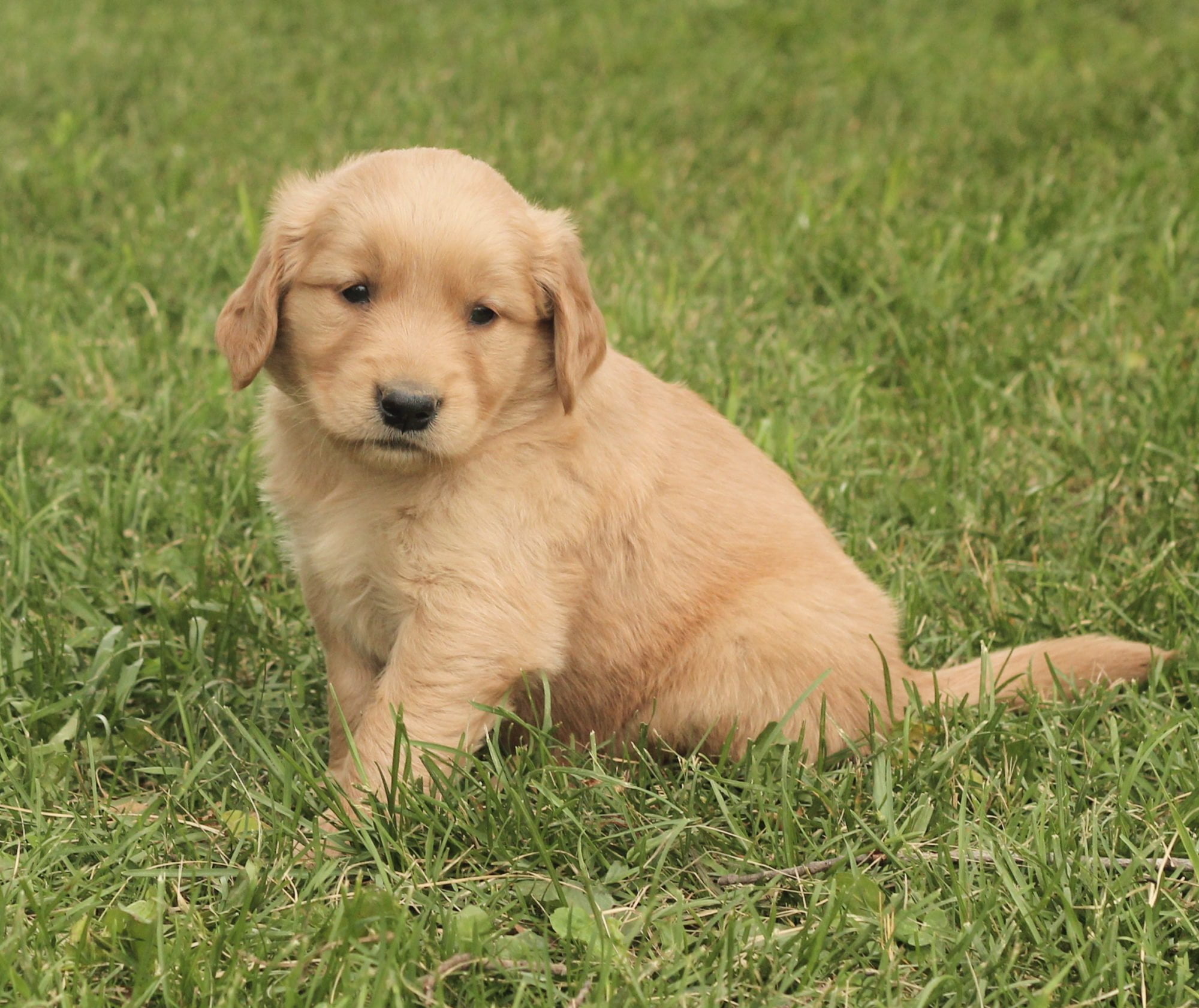 Buddy bud
