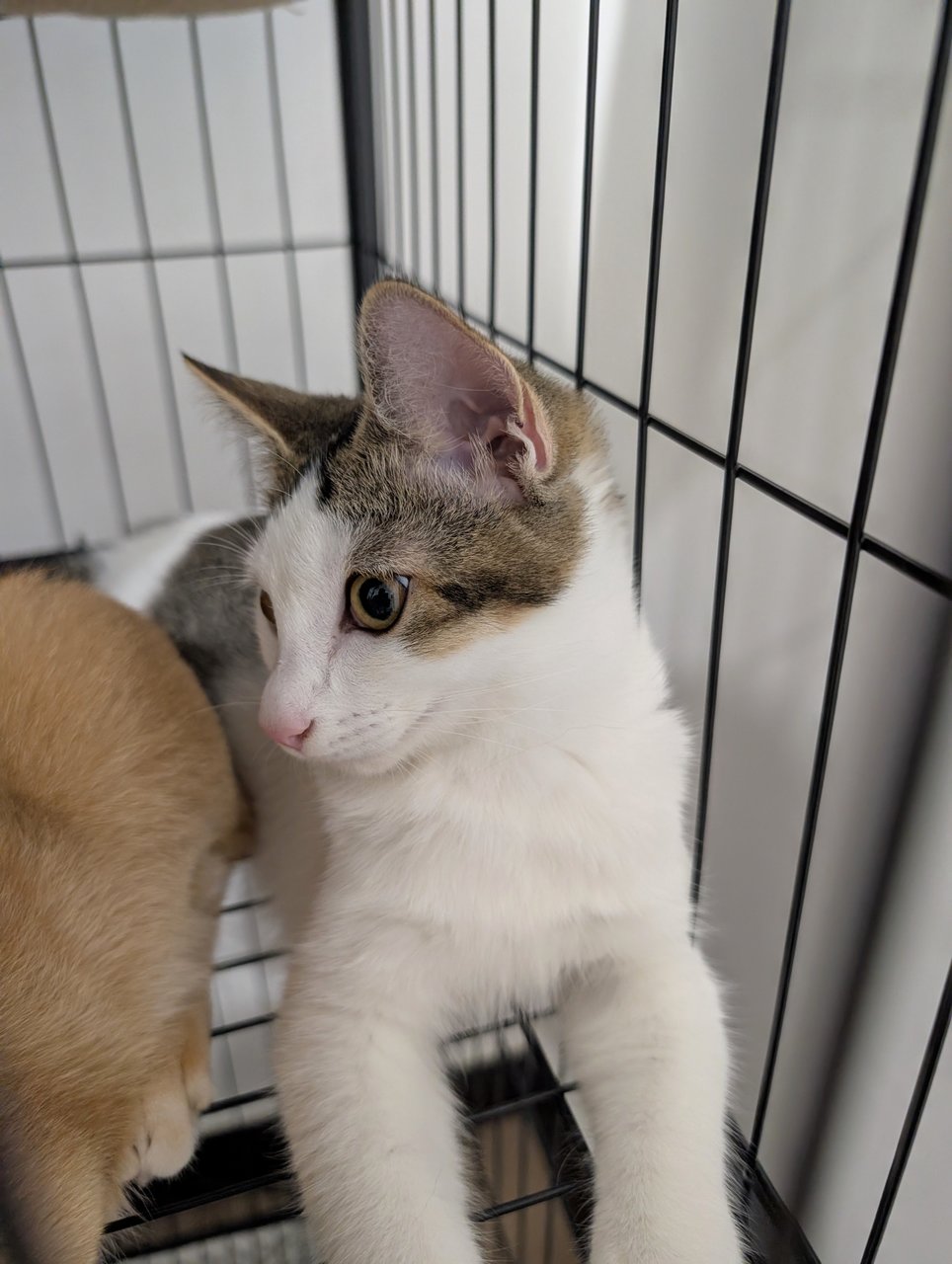 Mochi